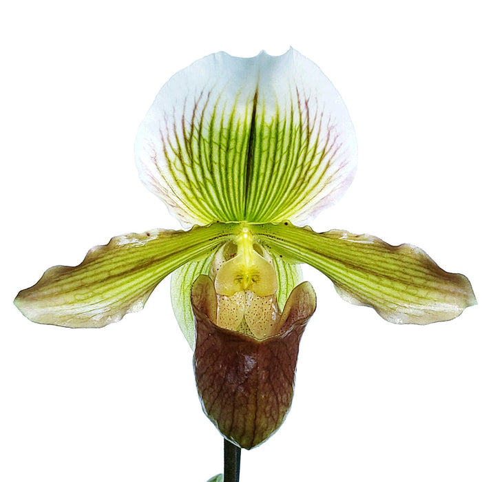 Paphiopedilum Yosemite Moon Ch# 1 x Paph St L C H x Especial Sp 16-1