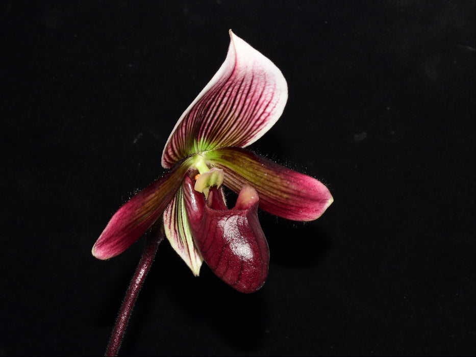 Paphiopedilum Cappuccino