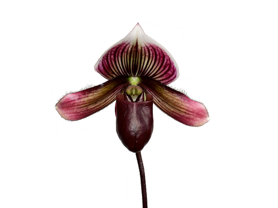 Paphiopedilum Cappuccino