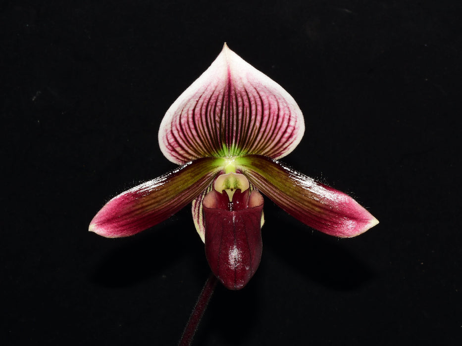 Paphiopedilum Cappuccino