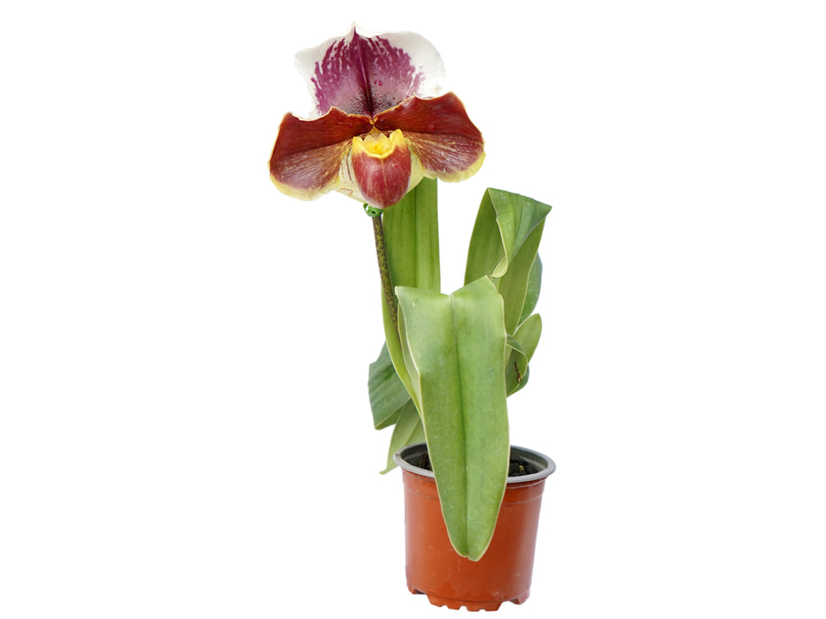 Paphiopedilum Cocoa Chilwin x Paph. Cocoa Motto Kitty