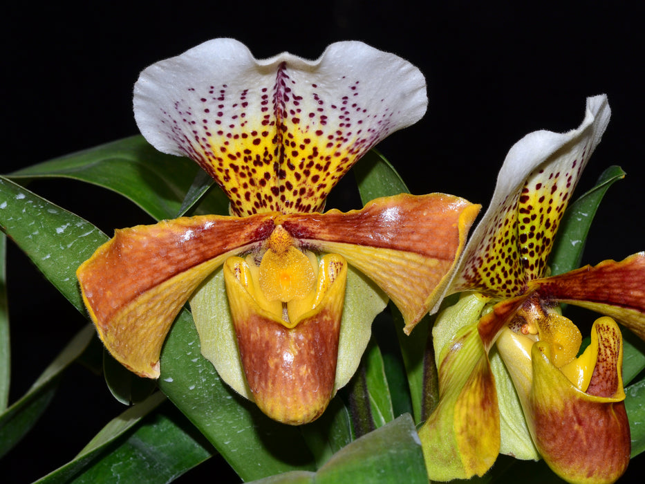 Paphiopedilum Cocoa Dimension
