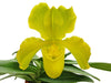 Paphiopedilum Cocoa Green Yearning