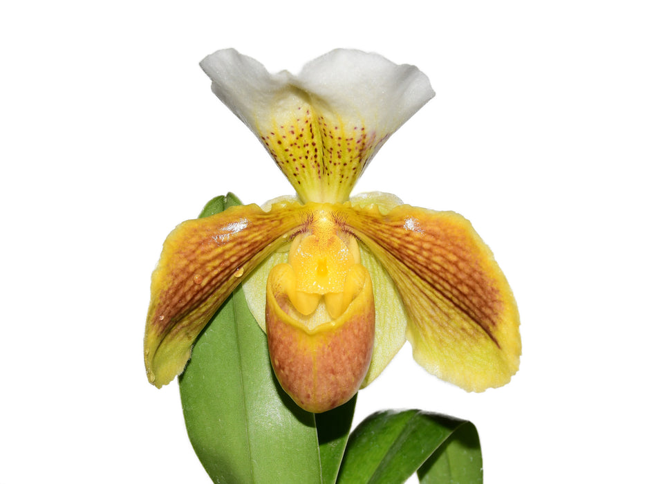 Paphiopedilum Cocoa Hamana x Paph. Enzan Crazy Sioux