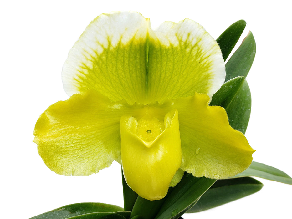 Paphiopedilum Cocoa Lovely 'Big' x Cocoa Green 'Full Moon'