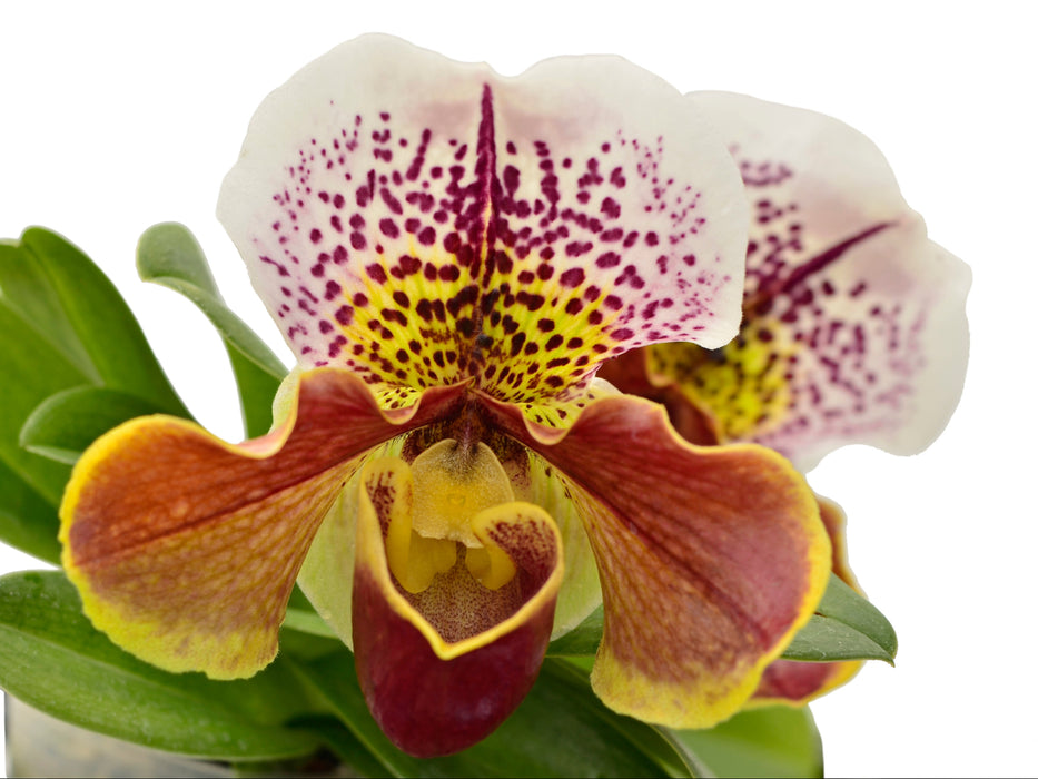 Paphiopedilum Cocoa Motto Elect x Paph. Enzan Crown Tree
