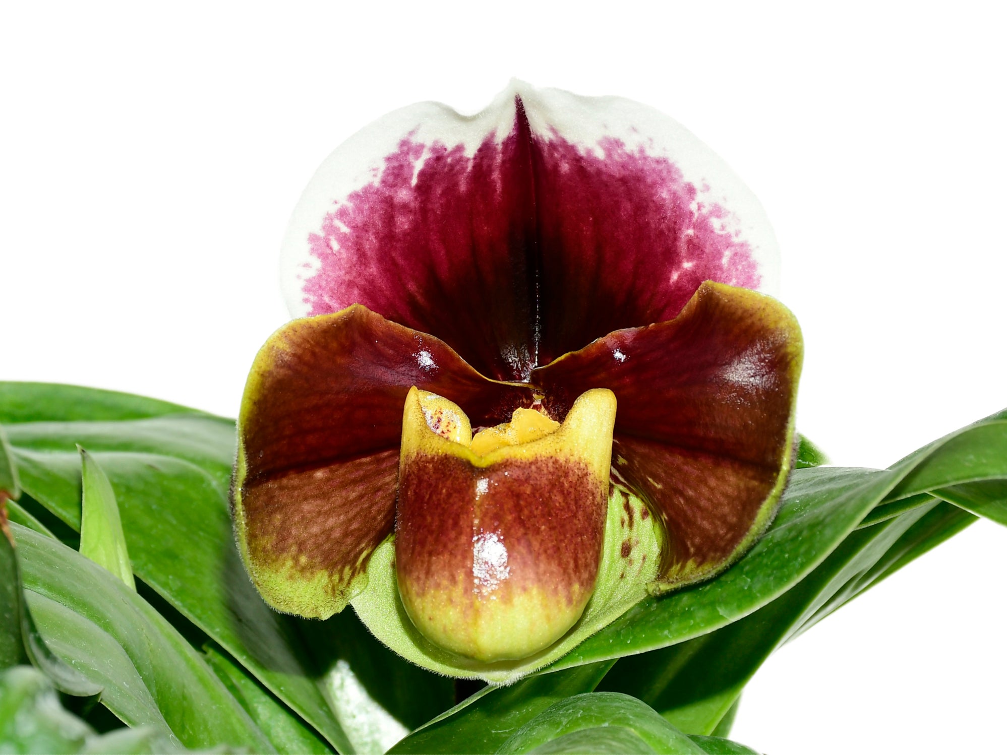 Paphiopedilum Cocoa Motto Kitty x Paph. Enzan Crown Tree — Ecuagenera ...