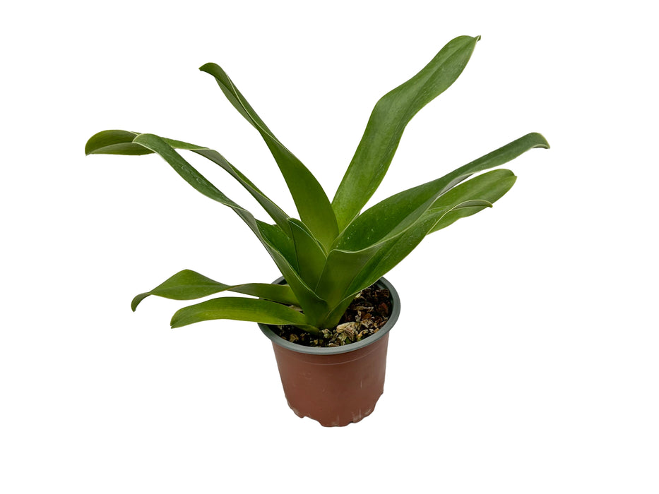 Paphiopedilum Cocoa Winsholt x Paph. Cocoa Tree