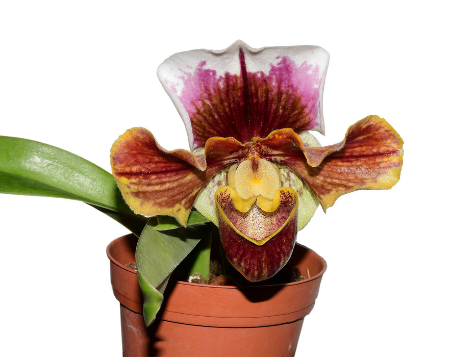 Paphiopedilum Cocoa Wintree Stars