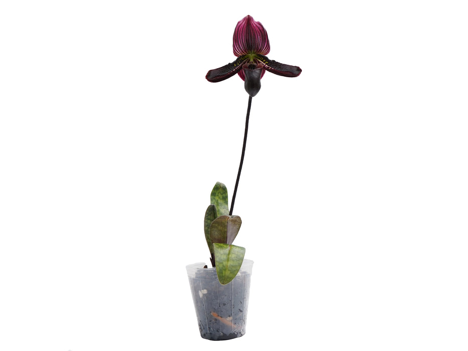 Paphiopedilum Dumbledore x Paph Ambiente 'Silvestre' x Paph Hermann x Paph Nettie McNay 'halloween' X Paph Senne Calle