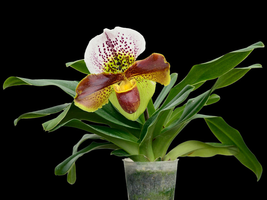 Paphiopedilum Enzan Sholt x Paph. Cocoa Motto Kitty
