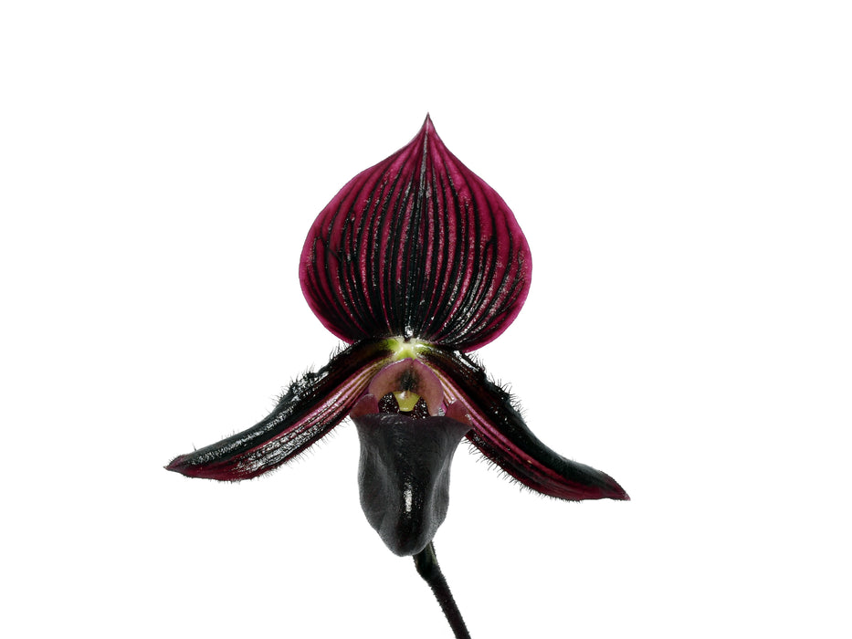 Paphiopedilum Ethan Kropfmuller