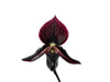 Paphiopedilum Ethan Kropfmuller
