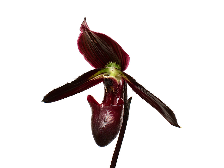Paphiopedilum Ethan Kropfmuller
