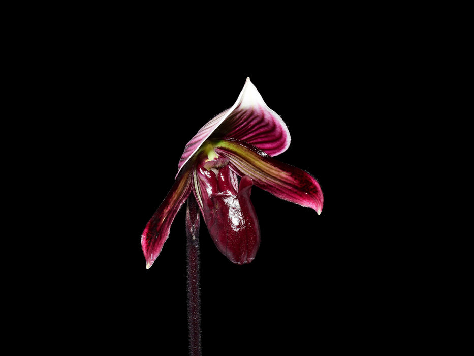 Paphiopedilum Mirlo
