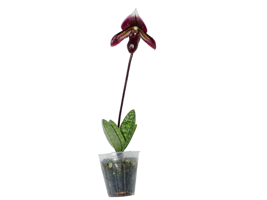 Paphiopedilum Mirlo
