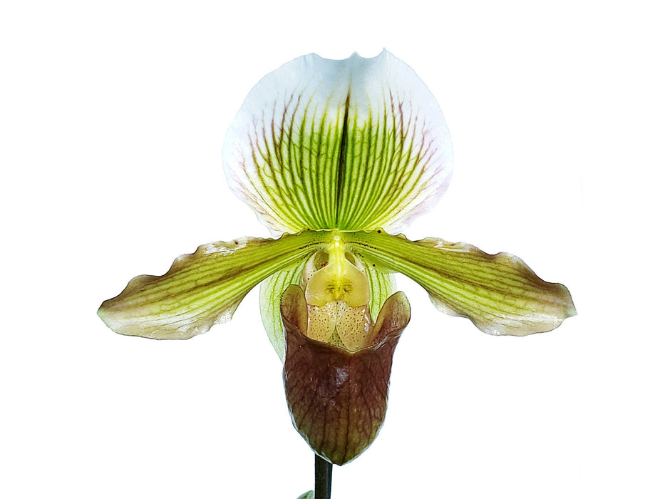 Paphiopedilum Yosemite Moon Ch# 1 x Paph St L C H x Especial Sp 16-1