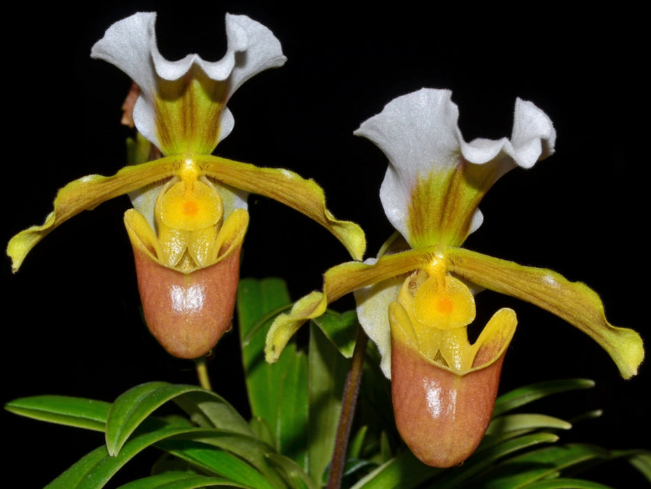 Paphiopedilum barbigerum