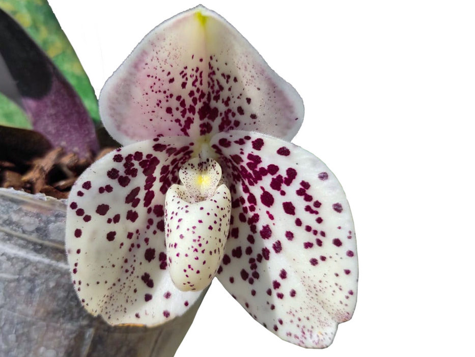 Paphiopedilum bellatulum
