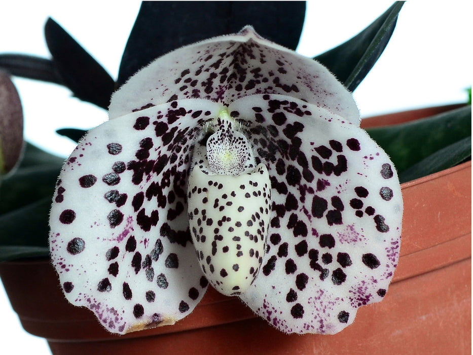 Paphiopedilum bellatulum