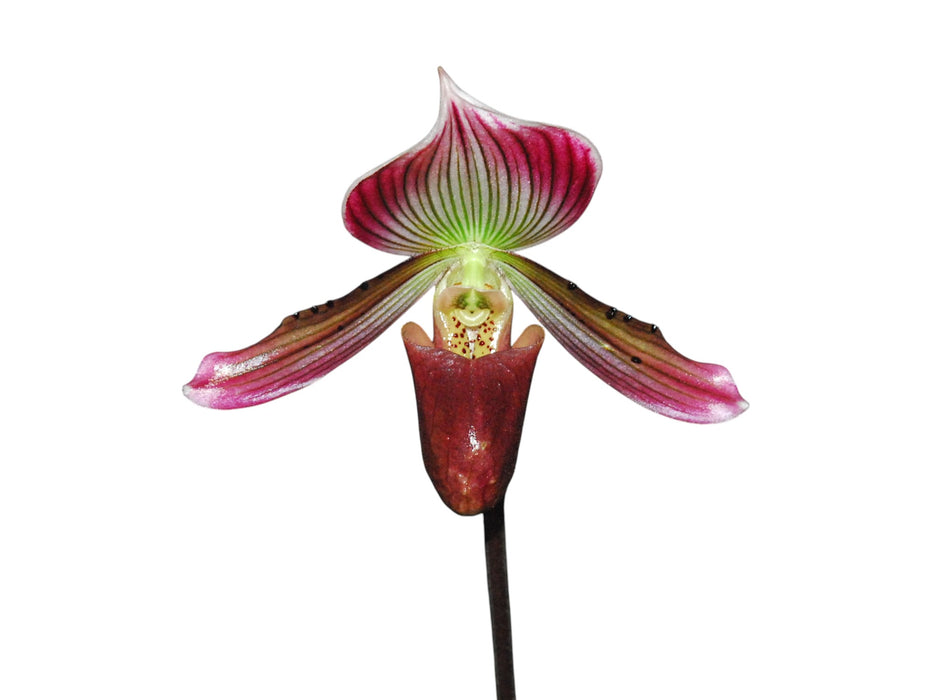Paphiopedilum callosum type pygmy form