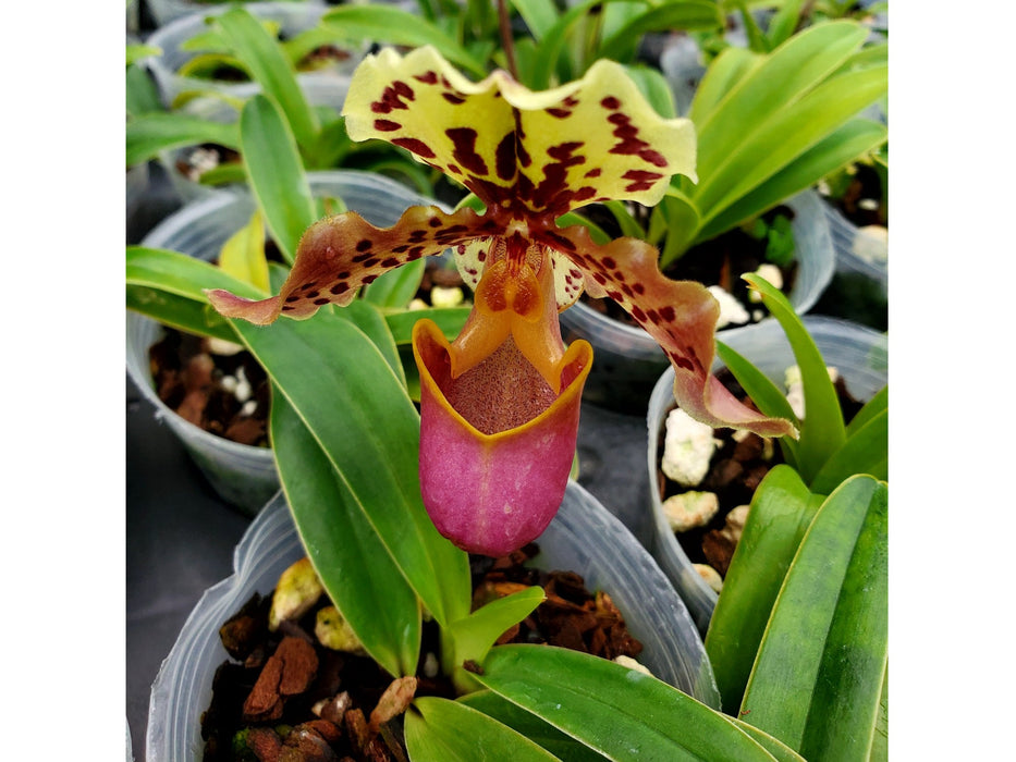 Paphiopedilum henryanum ('Horatio' x 'Wow')
