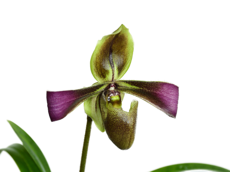 Paphiopedilum hirsutissimum