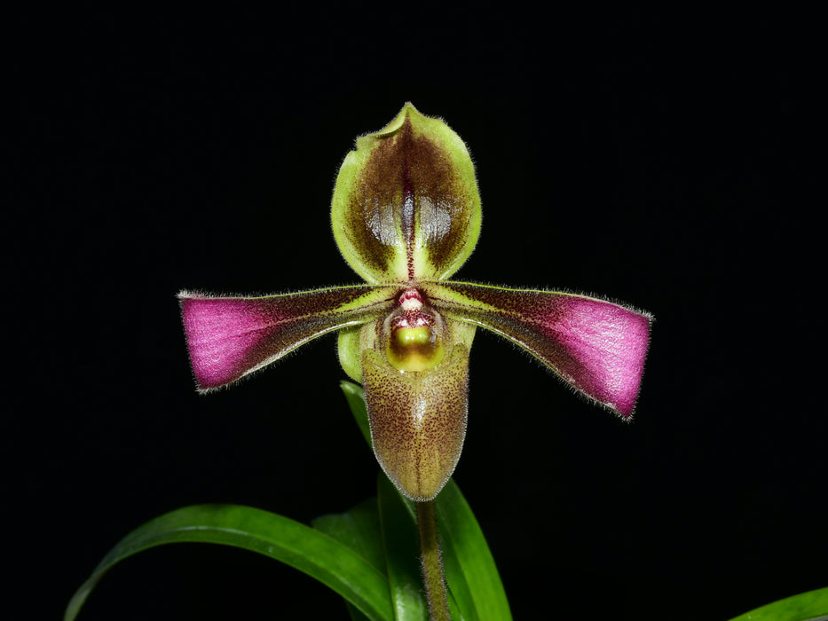 Paphiopedilum hirsutissimum