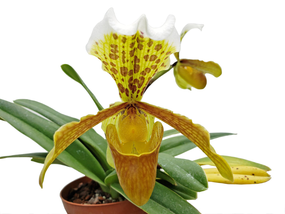 Paphiopedilum insigne var. sanderae