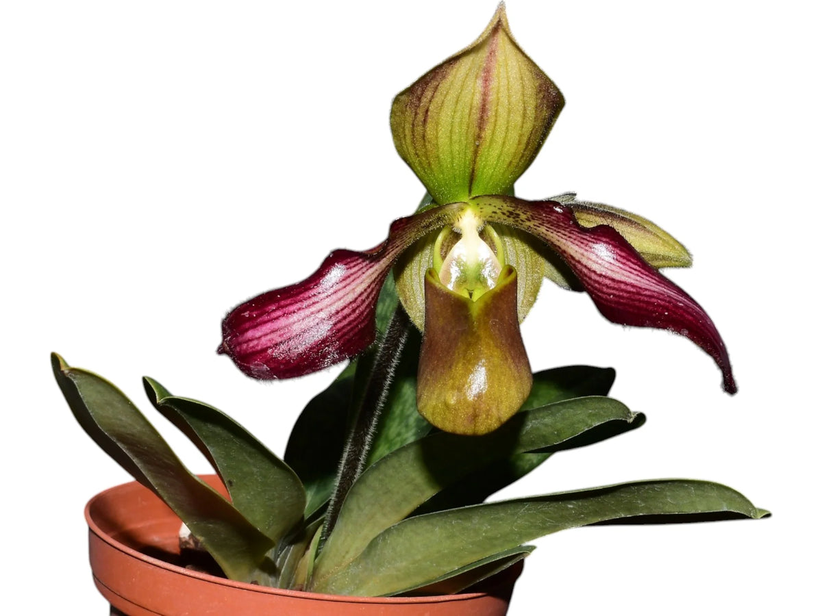 ★papagorira★ Paphiopedilum parishii x rungsuriyanum - Multifloral Slipper