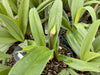 Paphiopedilum spp