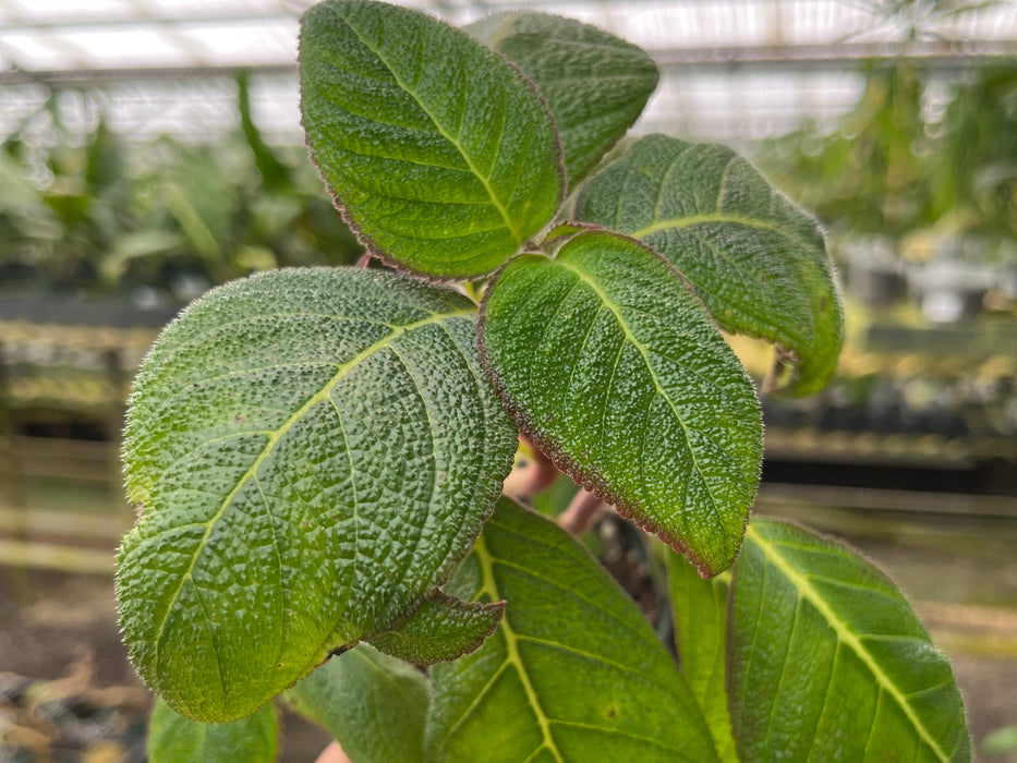 Pearcea hypocyrtiflora cf