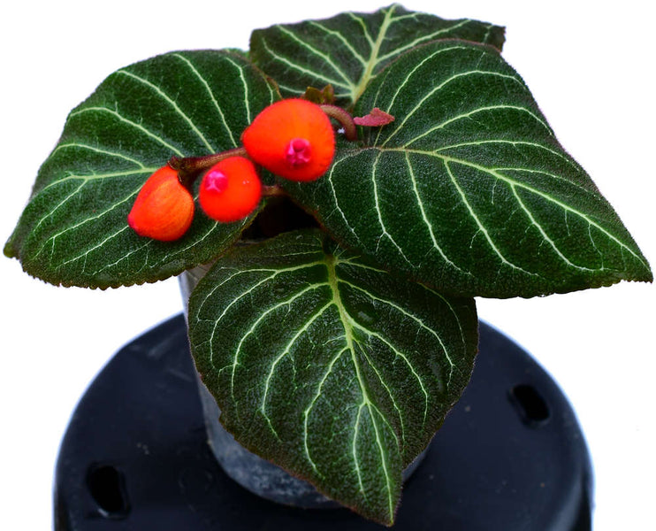 Pearcea_hypocyrtiflora_plant_m