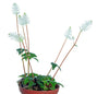Peperomia fraseri