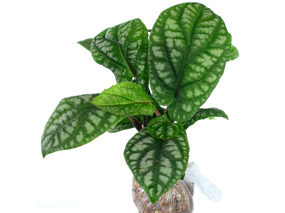 Peperomia futokadsura