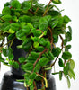 Peperomia Loreto
