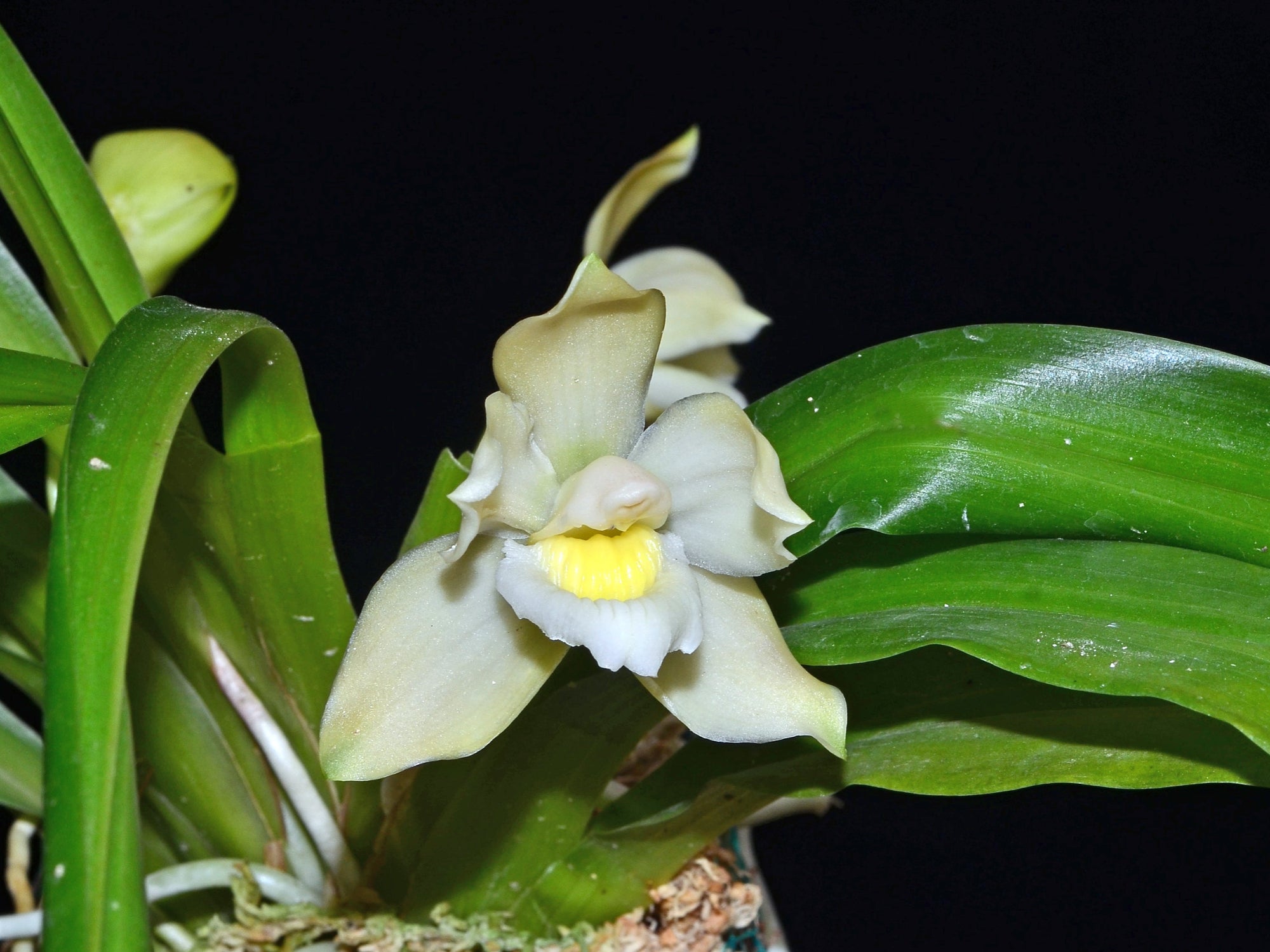 Pescatoria ecuadorana f. alba – Rare White Ecuadorian Orchid