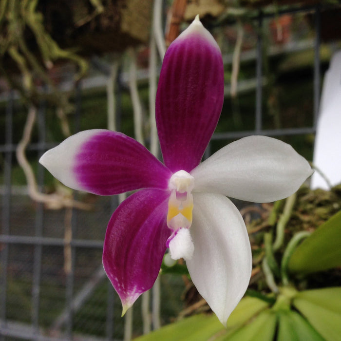 Phalaenopsis tetraspis