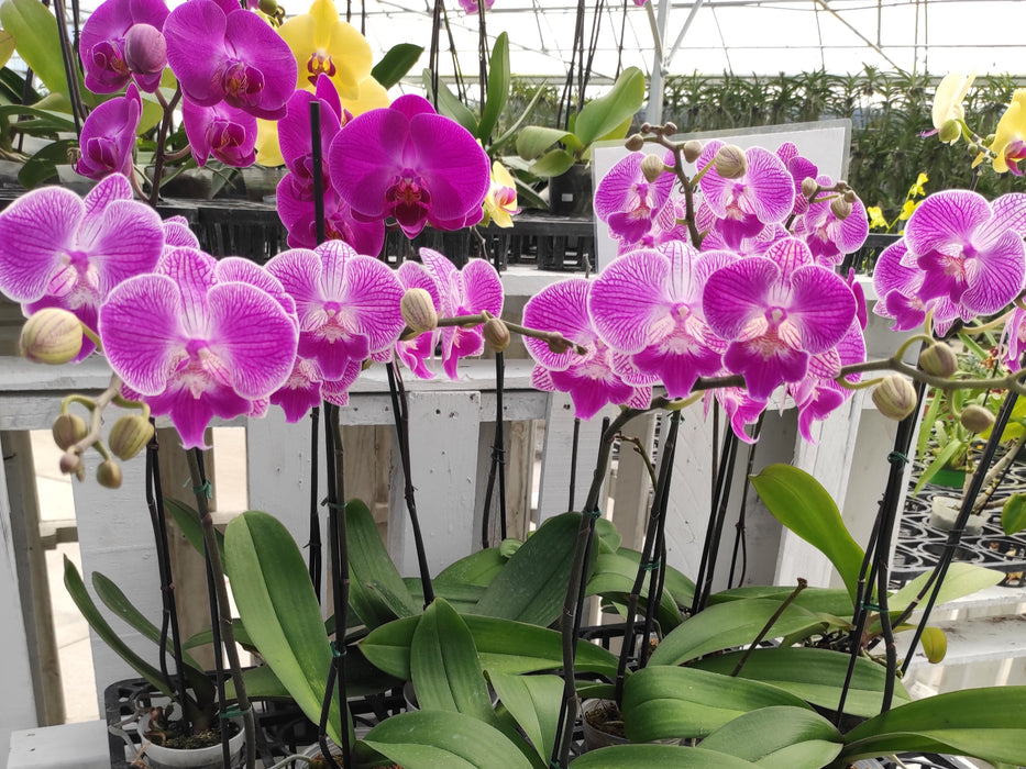 Phalaenopsis - 4" - $20