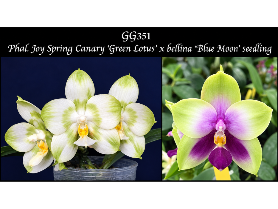 Phalaenopsis Joy Spring Canary 'Green Lotus' x bellina 'Blue Moon'