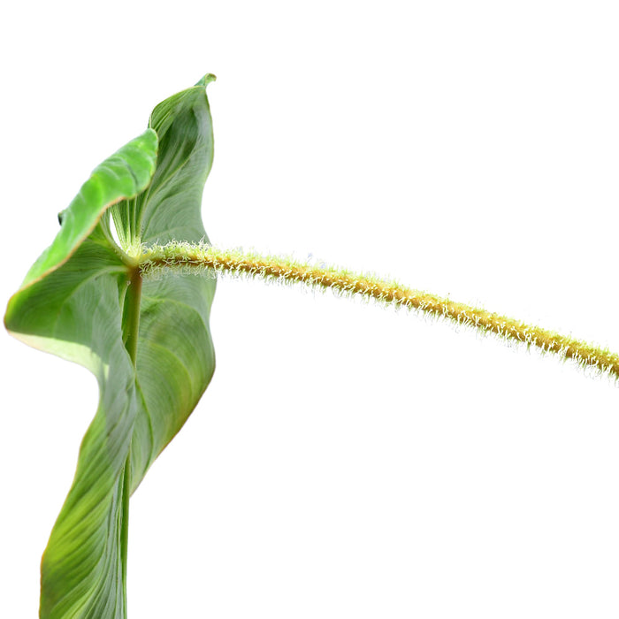philodendron verrucosum green Philodendron verrucosum green zafire