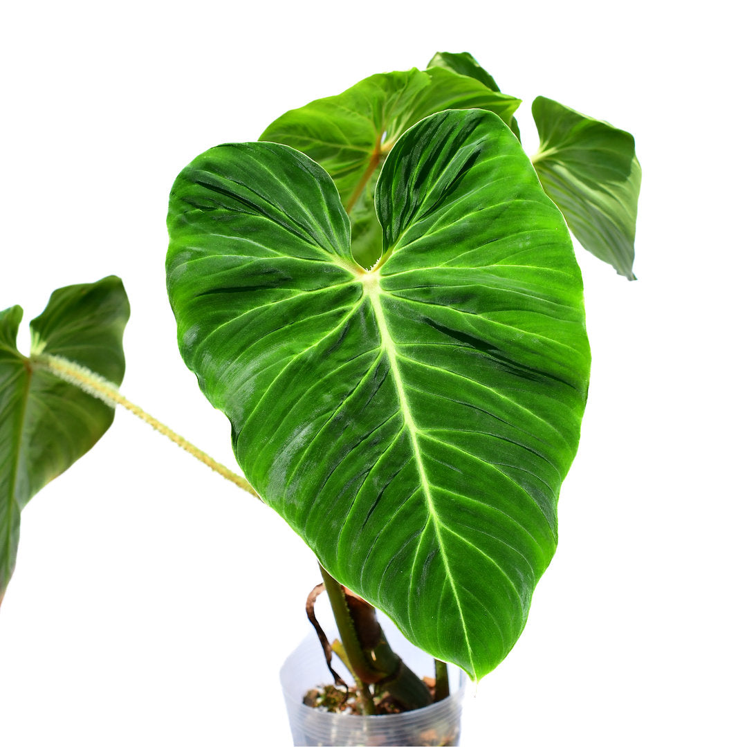 philodendron verrucosum green Philodendron verrucosum green zafire — Ecuagenera USA Corp
