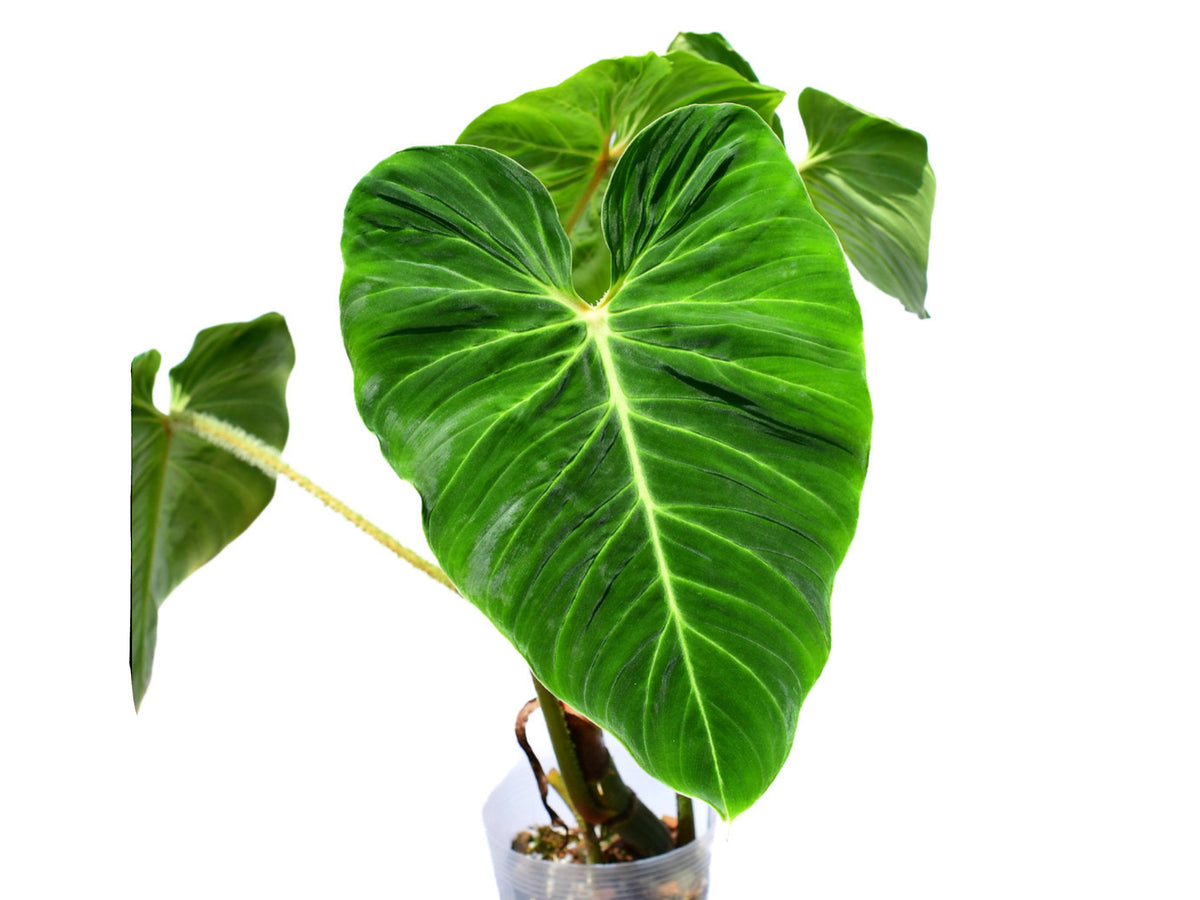 Philodendron verrucosum 'Green Zafire' – Rare Collector's Aroid