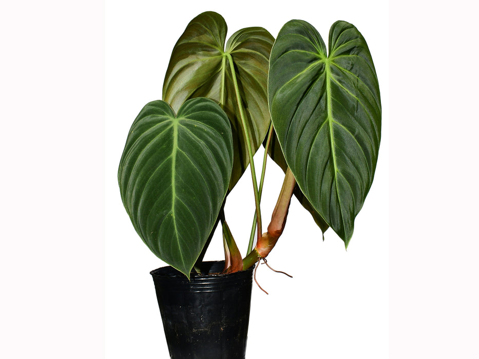 Philodendron Ecuagenera Brownie
