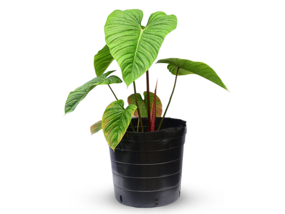Philodendron Artemis Trapestry (Big)