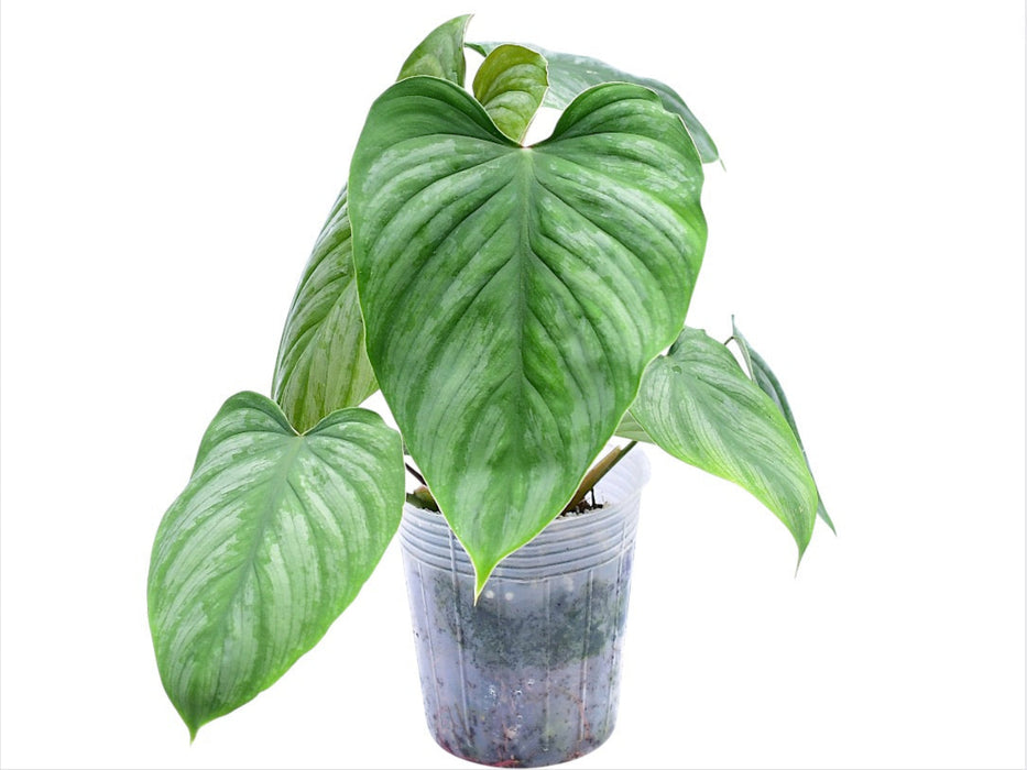 Philodendron Artemis Tapestry