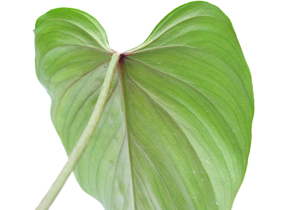 Philodendron Artemis Tapestry (s)