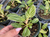 Philodendron Birkin 'floral' (seedling)