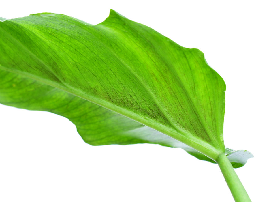 Philodendron Bonanza