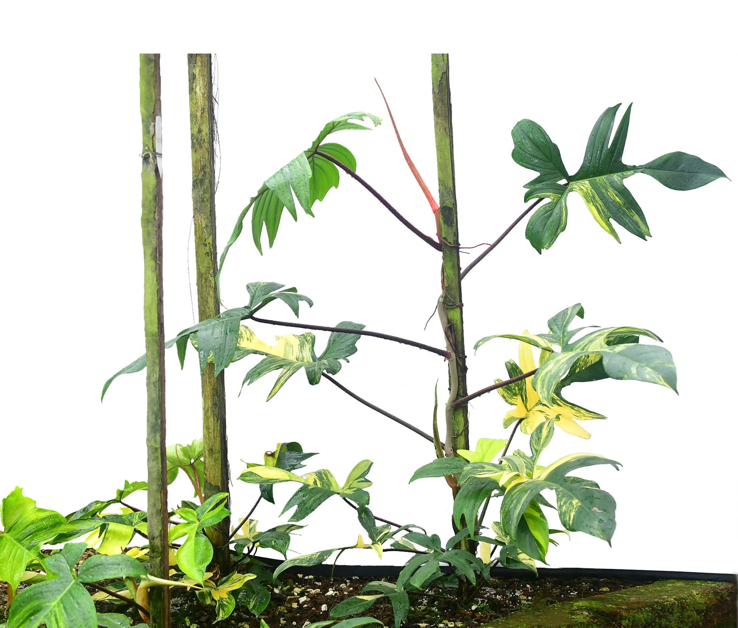 Philodendron Florida Beauty (XL)